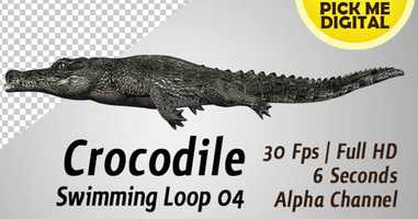Free download Crocodile Swimming Loop 04 | Motion Graphics - Envato elements video and edit with RedcoolMedia movie maker MovieStudio video editor online and AudioStudio audio editor onlin