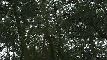 Free download Cuckoo video and edit with RedcoolMedia movie maker MovieStudio video editor online and AudioStudio audio editor onlin