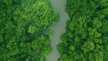 Free download CULTZONE Filmes DOC Voice of Land (RainFlorest) video and edit with RedcoolMedia movie maker MovieStudio video editor online and AudioStudio audio editor onlin