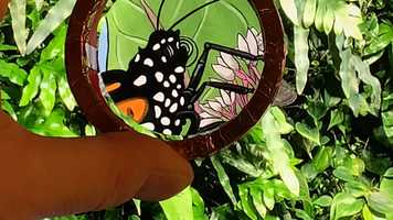 Free download Curio Demo video and edit with RedcoolMedia movie maker MovieStudio video editor online and AudioStudio audio editor onlin