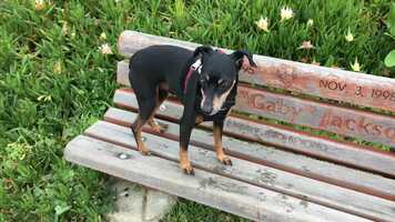 Free download Cute Oliver Film video and edit with RedcoolMedia movie maker MovieStudio video editor online and AudioStudio audio editor onlin