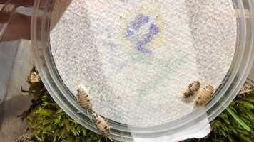 Free download Dairy Cow Sowbugs (no sound) video and edit with RedcoolMedia movie maker MovieStudio video editor online and AudioStudio audio editor onlin