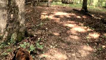 Free download Dale Hollow Lake - August 2020 video and edit with RedcoolMedia movie maker MovieStudio video editor online and AudioStudio audio editor onlin