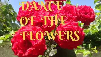Free download DANCE OF THE FLOWERS, music CRY OF THE WIND video and edit with RedcoolMedia movie maker MovieStudio video editor online and AudioStudio audio editor onlin