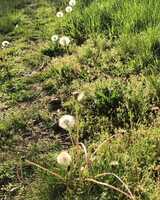 Free download Dandelions with birds singing video and edit with RedcoolMedia movie maker MovieStudio video editor online and AudioStudio audio editor onlin