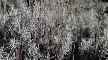 Free download Daniel Dezeuze, film annonce. video and edit with RedcoolMedia movie maker MovieStudio video editor online and AudioStudio audio editor onlin