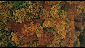 Free download DAS GEHEIME LEBEN DER BUME I Offizieller Trailer video and edit with RedcoolMedia movie maker MovieStudio video editor online and AudioStudio audio editor onlin