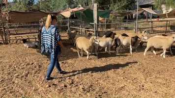 Free download Davids Psalm video and edit with RedcoolMedia movie maker MovieStudio video editor online and AudioStudio audio editor onlin