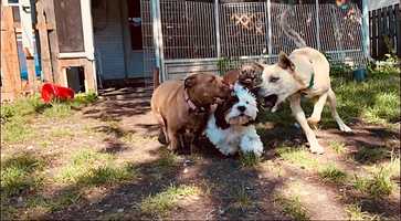 Free download Days of Play - I Got Love for My Pups Ep. 16 video and edit with RedcoolMedia movie maker MovieStudio video editor online and AudioStudio audio editor onlin