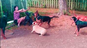 Free download Days of Play - Will The Real Slim Shady Please Bark Up? Ep. 21 video and edit with RedcoolMedia movie maker MovieStudio video editor online and AudioStudio audio editor onlin