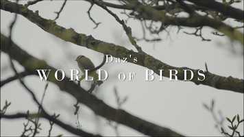 Free download Dazs World of Birds video and edit with RedcoolMedia movie maker MovieStudio video editor online and AudioStudio audio editor onlin