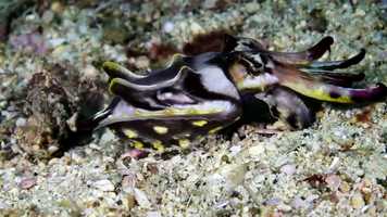 Free download Deadly Flamboyant Cuttlefish Puts on Flashy Display - Short Film Showcase video and edit with RedcoolMedia movie maker MovieStudio video editor online and AudioStudio audio editor onlin