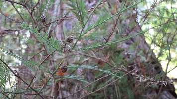 Free download Dear Redwoods... video and edit with RedcoolMedia movie maker MovieStudio video editor online and AudioStudio audio editor onlin