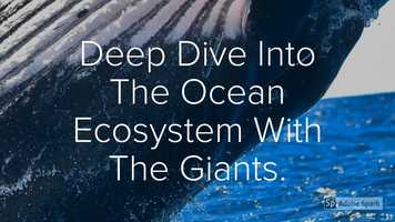 Free download Deep_Dive_Into_The_Ocean_Ecosystem_With_The_Giants (8) video and edit with RedcoolMedia movie maker MovieStudio video editor online and AudioStudio audio editor onlin