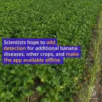 Free download Deep Learning to Help Banana Farmers Spot Crop Disease and Pests video and edit with RedcoolMedia movie maker MovieStudio video editor online and AudioStudio audio editor onlin