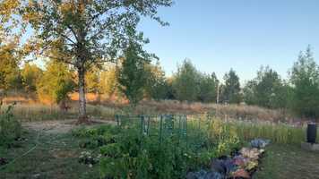 Free download Deer and Bengals (no voice) video and edit with RedcoolMedia movie maker MovieStudio video editor online and AudioStudio audio editor onlin