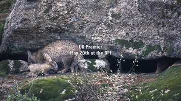 Free download Dehesa: Forest of the Iberian Lynx (HD Trailer) video and edit with RedcoolMedia movie maker MovieStudio video editor online and AudioStudio audio editor onlin