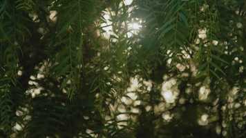 Free download Demo Shot Cinema 2019 video and edit with RedcoolMedia movie maker MovieStudio video editor online and AudioStudio audio editor onlin