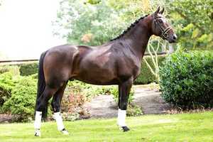 Free download De Niro x Jazz - Stallion, 166cm, 2016 video and edit with RedcoolMedia movie maker MovieStudio video editor online and AudioStudio audio editor onlin