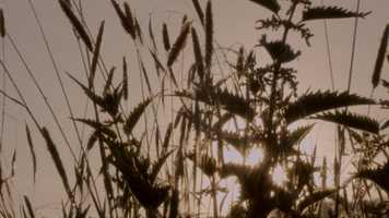 Free download Denis BOULZE - Henriette h - Conte dt. video and edit with RedcoolMedia movie maker MovieStudio video editor online and AudioStudio audio editor onlin