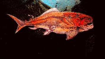 Free download Devonian Billabong - National Science Week 2021 (video excerpt) video and edit with RedcoolMedia movie maker MovieStudio video editor online and AudioStudio audio editor onlin