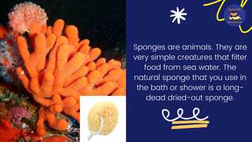 Free download didyouknowtrivia7? video and edit with RedcoolMedia movie maker MovieStudio video editor online and AudioStudio audio editor onlin