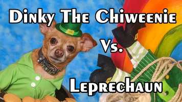 Free download Dinky the Chiweenie vs Leprechaun (A small dog mini movie short) video and edit with RedcoolMedia movie maker MovieStudio video editor online and AudioStudio audio editor onlin