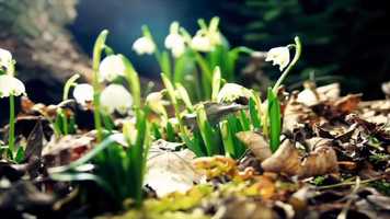 Free download Directed Study video and edit with RedcoolMedia movie maker MovieStudio video editor online and AudioStudio audio editor onlin