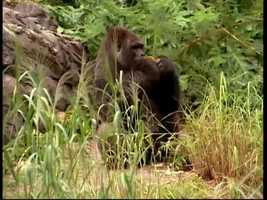 Free download Disneys Animal Kingdom Trailer video and edit with RedcoolMedia movie maker MovieStudio video editor online and AudioStudio audio editor onlin