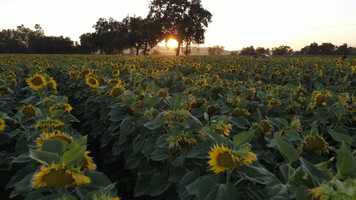 Free download DJI MAVIC AIR 2 - DEMO OF 4K FOOTAGE video and edit with RedcoolMedia movie maker MovieStudio video editor online and AudioStudio audio editor onlin