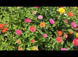 Free download Do androids dream of electric sheep?* video and edit with RedcoolMedia movie maker MovieStudio video editor online and AudioStudio audio editor onlin