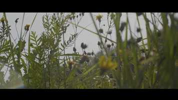 Free download Dobrodziejstwa niekoszonych łąk - Sylwia Draus - Podkarpackie to TY video and edit with RedcoolMedia movie maker MovieStudio video editor online and AudioStudio audio editor onlin