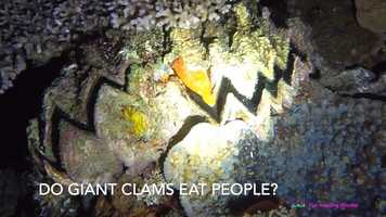 Free download Do Giant Clams eat people? video and edit with RedcoolMedia movie maker MovieStudio video editor online and AudioStudio audio editor onlin
