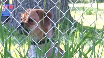 Free download DogsSingingBirthday video and edit with RedcoolMedia movie maker MovieStudio video editor online and AudioStudio audio editor onlin