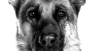 Free download dogs_video.MP4 video and edit with RedcoolMedia movie maker MovieStudio video editor online and AudioStudio audio editor onlin