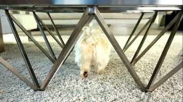 Free download DogTV-Pampered Dog video and edit with RedcoolMedia movie maker MovieStudio video editor online and AudioStudio audio editor onlin