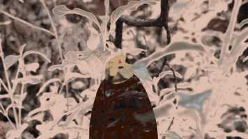 Free download doing nothing video and edit with RedcoolMedia movie maker MovieStudio video editor online and AudioStudio audio editor onlin