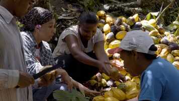 Free download Dois Riachões - Cacau e Liberdade (Trailer) video and edit with RedcoolMedia movie maker MovieStudio video editor online and AudioStudio audio editor onlin