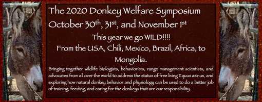 Free download Donkey Welfare Symposium 2020 video and edit with RedcoolMedia movie maker MovieStudio video editor online and AudioStudio audio editor onlin