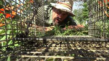 Free download Drift Fence Trapping Groundhogs in the Garden video and edit with RedcoolMedia movie maker MovieStudio video editor online and AudioStudio audio editor onlin