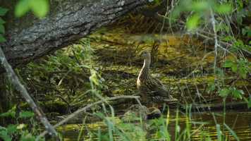 Free download Duckies 6.23 video and edit with RedcoolMedia movie maker MovieStudio video editor online and AudioStudio audio editor onlin