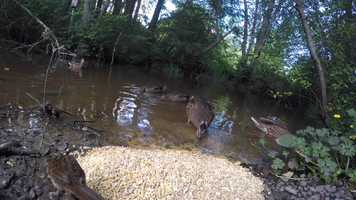 Free download Duckies 6.25a video and edit with RedcoolMedia movie maker MovieStudio video editor online and AudioStudio audio editor onlin