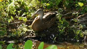 Free download Duckies 6.25b video and edit with RedcoolMedia movie maker MovieStudio video editor online and AudioStudio audio editor onlin