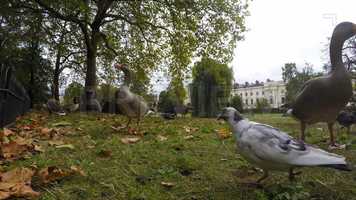 Free download Ducks And Other Birds Stock Video video and edit with RedcoolMedia movie maker MovieStudio video editor online and AudioStudio audio editor onlin