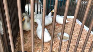 Free download Ducks (no voice) video and edit with RedcoolMedia movie maker MovieStudio video editor online and AudioStudio audio editor onlin