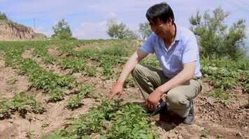 Free download Du Xiazhous Harvest(2018) video and edit with RedcoolMedia movie maker MovieStudio video editor online and AudioStudio audio editor onlin