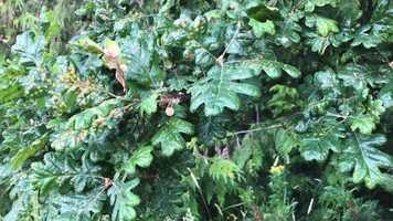 Free download E2a1 Oak Galls young video and edit with RedcoolMedia movie maker MovieStudio video editor online and AudioStudio audio editor onlin