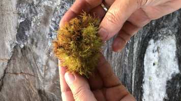 Free download E2a1 Rose Galls Dissection video and edit with RedcoolMedia movie maker MovieStudio video editor online and AudioStudio audio editor onlin