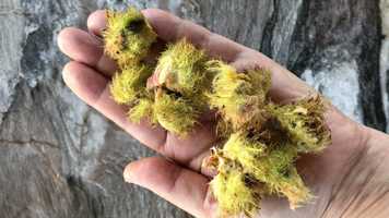 Free download E2a1 Rose Galls Dissect more video and edit with RedcoolMedia movie maker MovieStudio video editor online and AudioStudio audio editor onlin