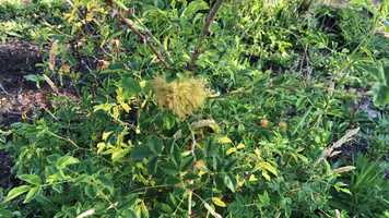 Free download E2a1 Rose Galls Garden video and edit with RedcoolMedia movie maker MovieStudio video editor online and AudioStudio audio editor onlin